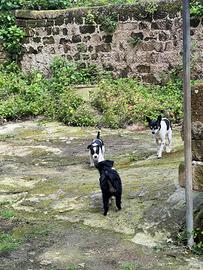 Futura taglia piccola