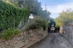 Terreno con uliveto circa 1000 mq con deposito