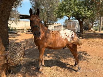 Cavallo Puledro Castrone