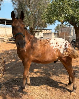Cavallo Puledro Castrone