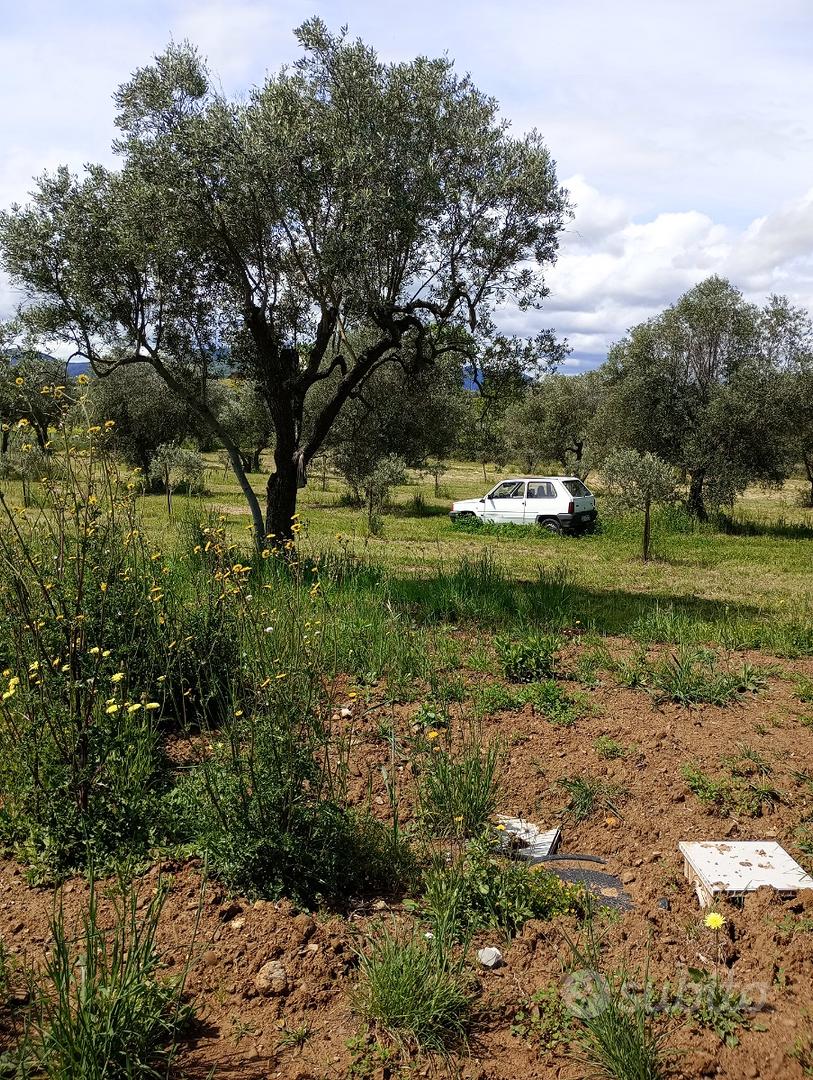 Uliveto - Vista 3