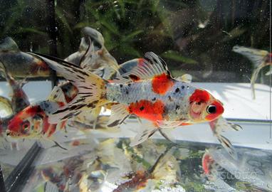 Pesci rossi, shubunkin, sarasa, pezzati, black