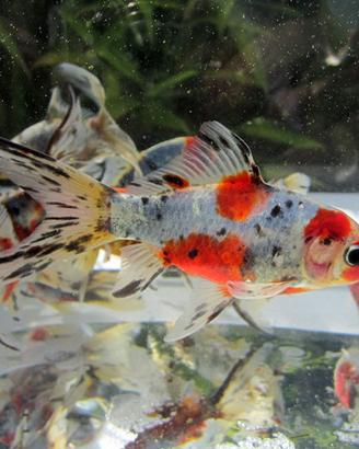 Pesci rossi, shubunkin, sarasa, pezzati, black