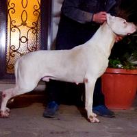 Dogo argentino cuccioli maschi e femmine
