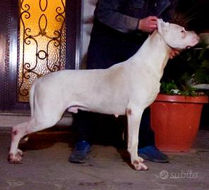 Dogo argentino cuccioli maschi e femmine