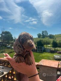 Cuccioli di bassotto nano