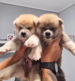 Cuccioli di Akita Inu