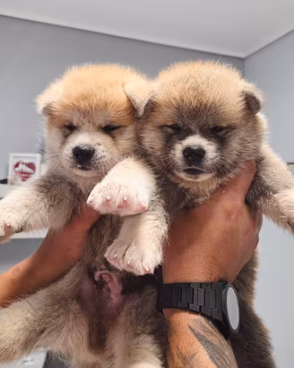 Cuccioli di Akita Inu