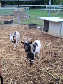 Capre e Becco tibetani