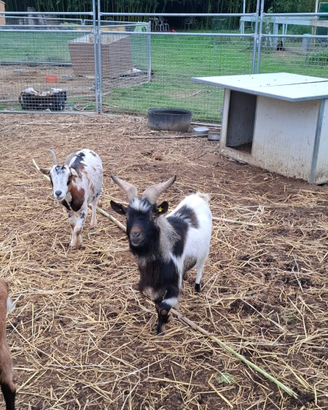 Capre e Becco tibetani