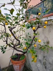 limone