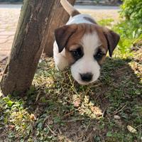 Jack russel terrier