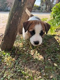 Jack russel terrier