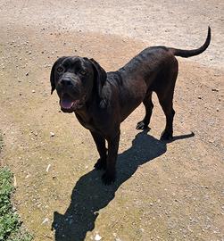 Cuccioli cane corso