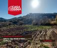 terreno-agricolo-di-11000-mq-in-giovi-san-nicola