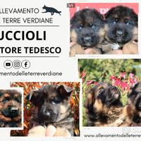 Cuccioli di Pastore Tedesco 70 giorni