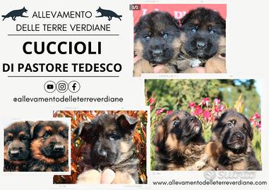 Cuccioli di Pastore Tedesco 70 giorni