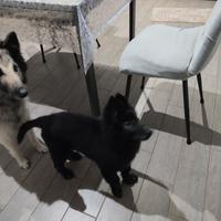 Pastore belga Groenendael