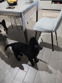 Pastore belga Groenendael