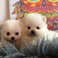 Cuccioli spitz pomerania bianchi M e f