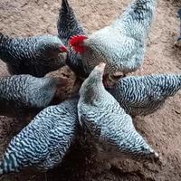 Galli e galline amrock