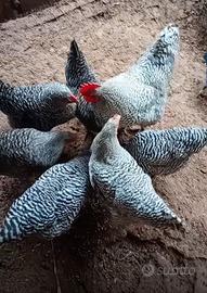 Galli e galline amrock