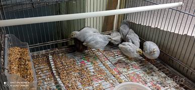 Quaglie cinesi