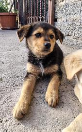 Cucciole taglia medio - piccola. Adozione