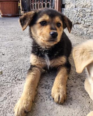 Cucciole taglia medio - piccola. Adozione