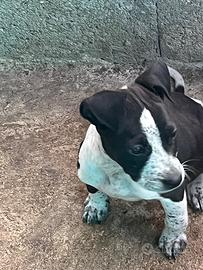 Cuccioli di amstaff