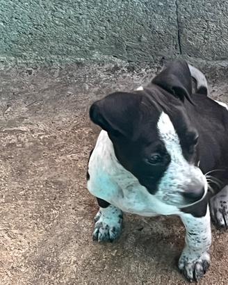 Cuccioli di amstaff