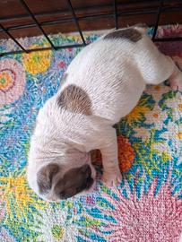 Bulldog francese