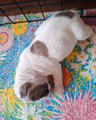 Bulldog francese