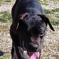 Cucciola di CANE CORSO