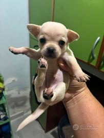 4 chihuahua cuccioli maschi