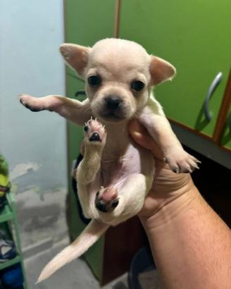 4 chihuahua cuccioli maschi