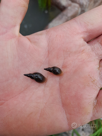 Lymnaea stagnalis (autoctone)
