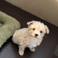 Cucciole di Maltipoo toy