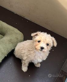 Cucciole di Maltipoo toy