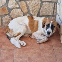 Cucciolone