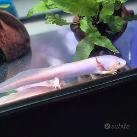 Axolotl Leucistico maschio adulto