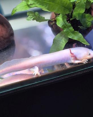 Axolotl Leucistico maschio adulto