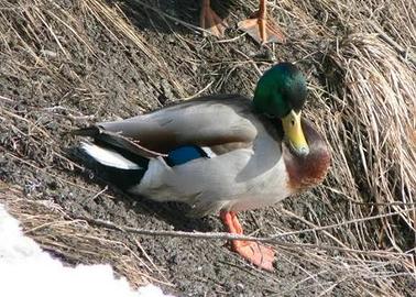 Germano Reale di Razza - Papero Quasi 1 Anno