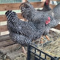 Galline