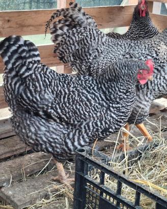 Galline