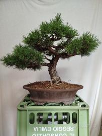 Bonsai Pino mugo