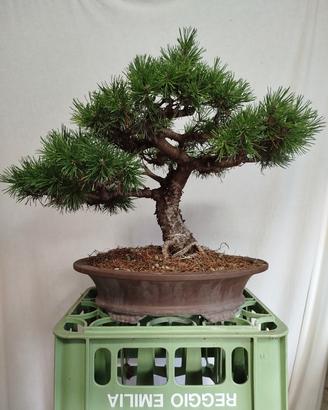 Bonsai Pino mugo
