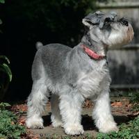 Schnauzer nano