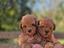 Immagine 6