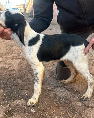 Setter Inglese